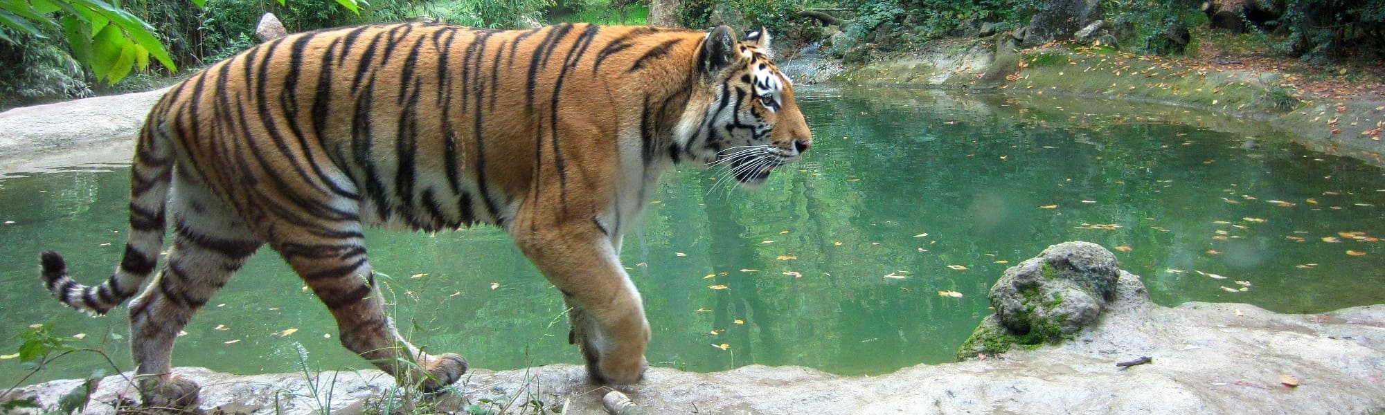 wildlifebanner